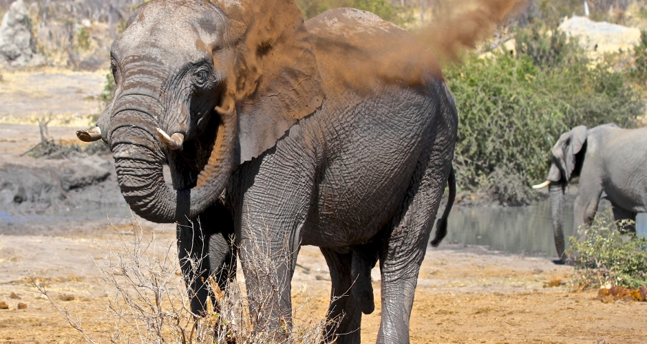 19 – Imvelo Safari Lodges – Bomani Tented Lodge – Elephant dust bathing at Mpisini Pan