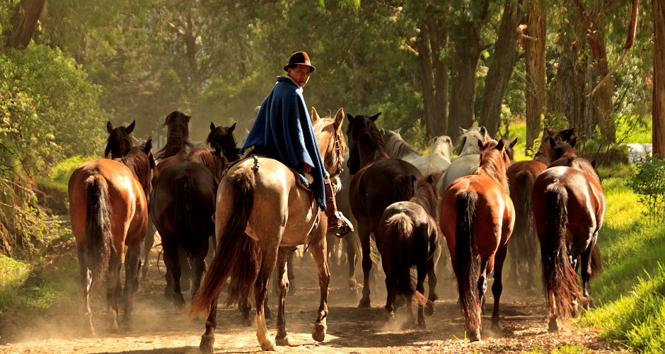 AskariTravel_SouthAmerica_Zuleta-Horses-2