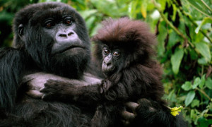 rwanda-gorillas-007